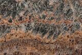 Rare North Pole Dome Stromatolite Slice - Billion Years #208167-1